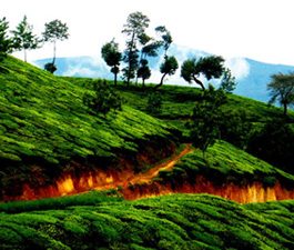 6 Days Munnar Trivandrum holiday packages